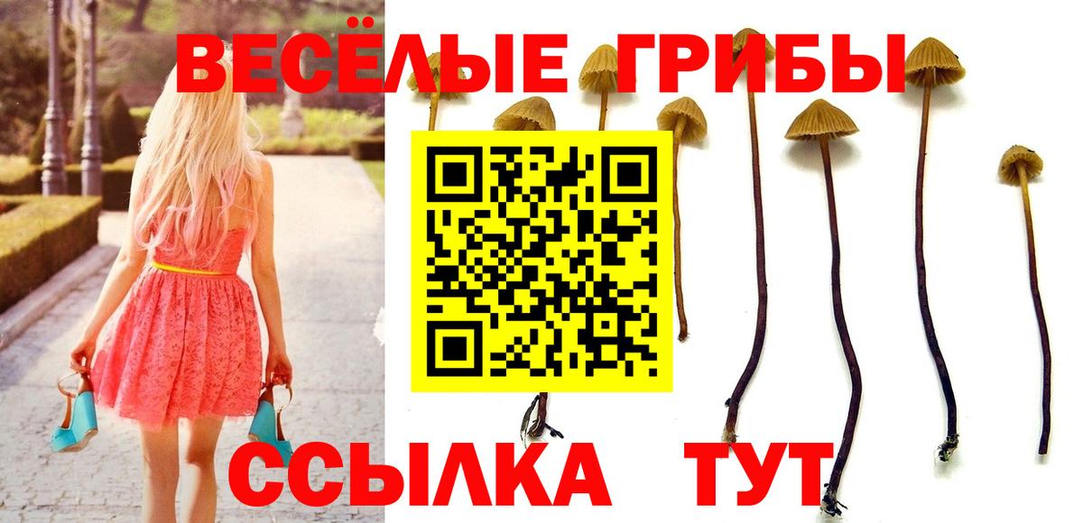 Псилоцибиновые грибы GOLDEN TEACHER  Вход с VPN  закладки  Алатырь  Псилоцибиновые грибы Cubensis 